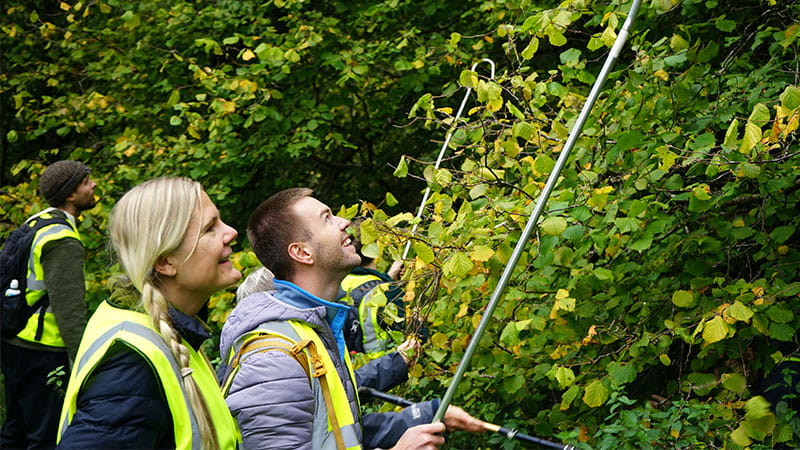 People working in the forest