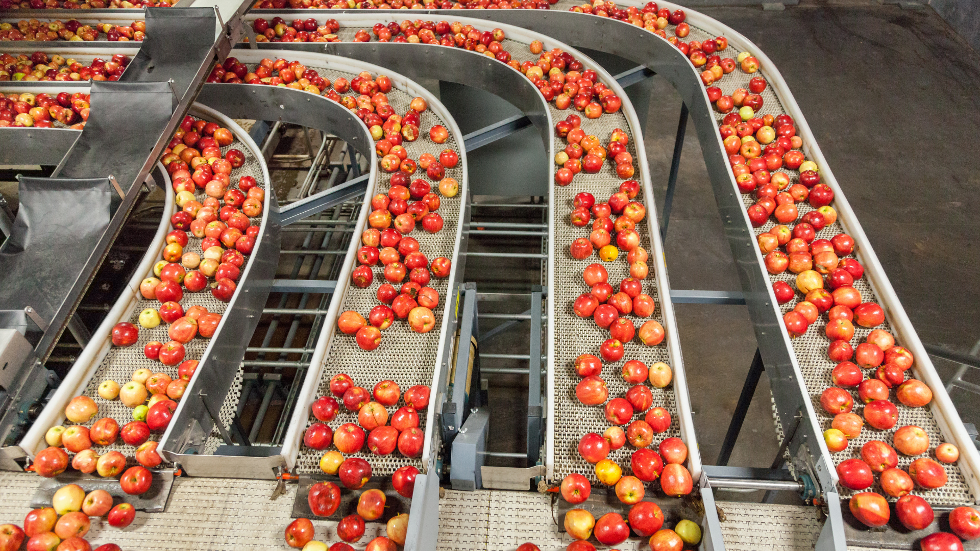 Apples move along a conveyor line in a plant