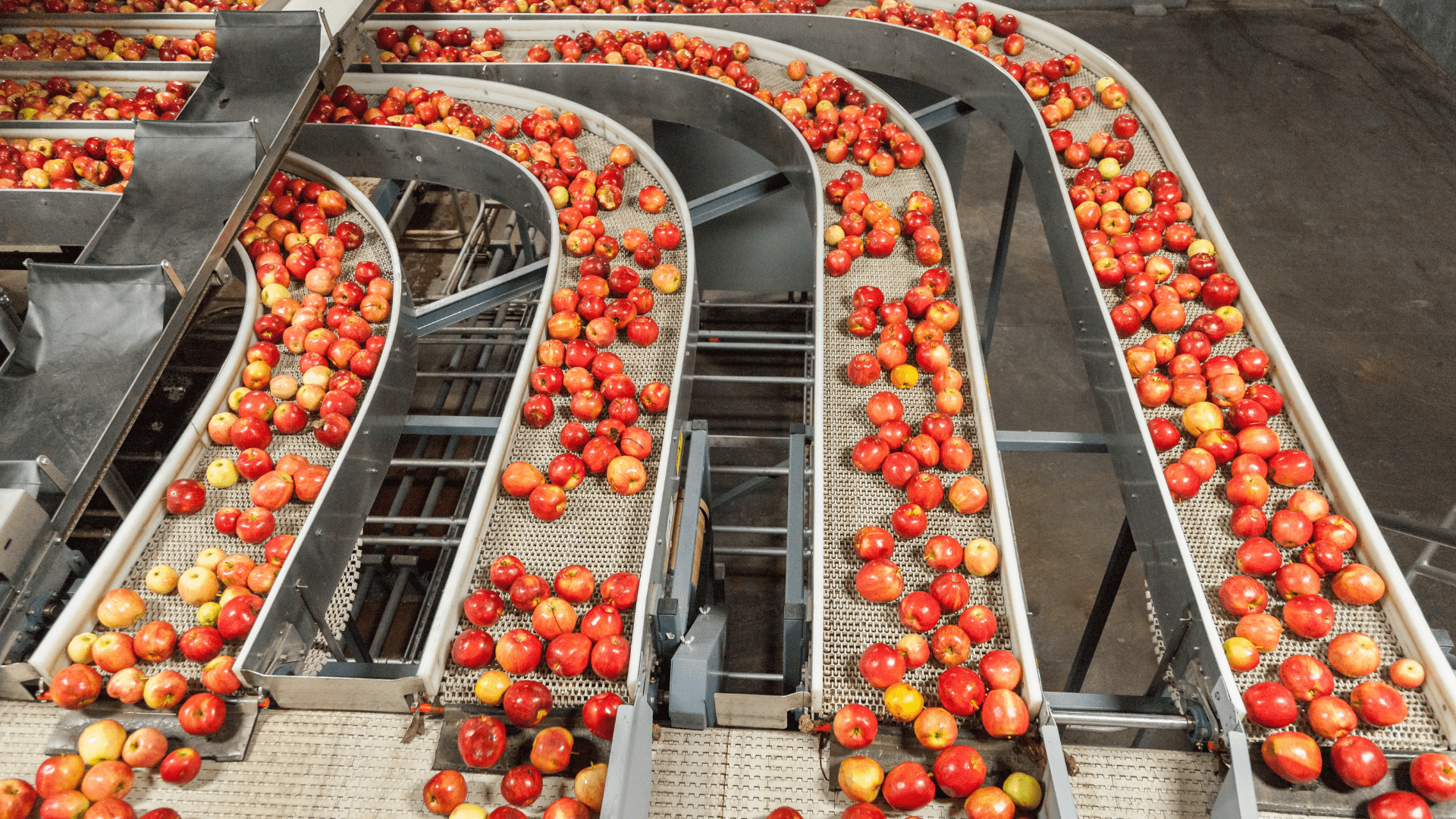 Apples move along a conveyor line in a plant