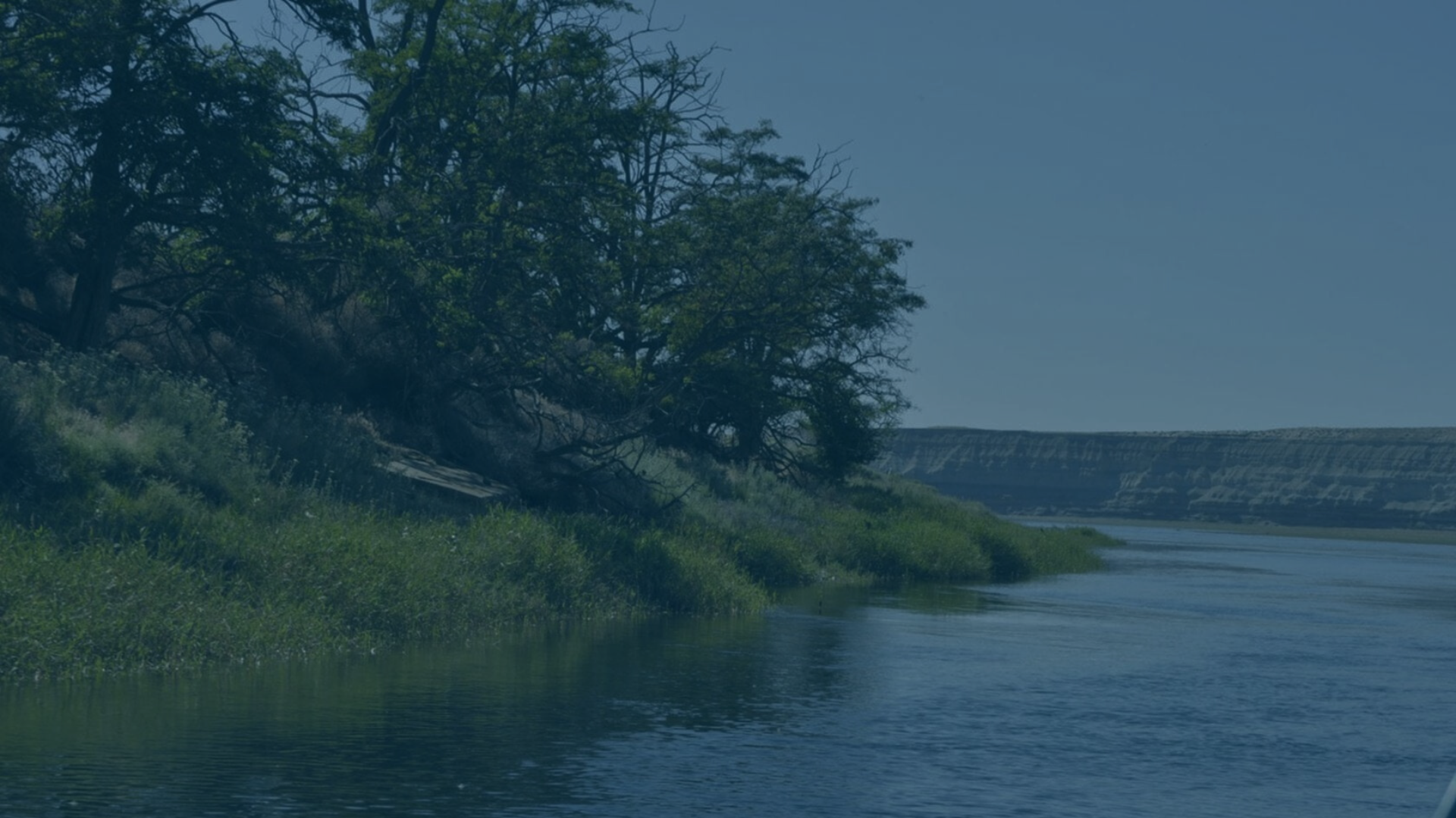 River and trees