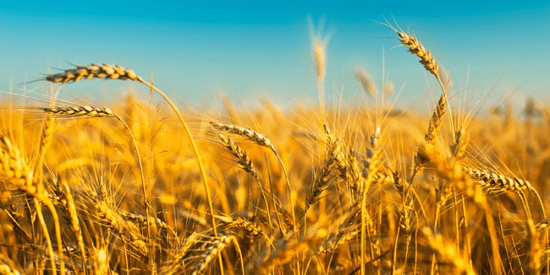 Field for agro food hubs