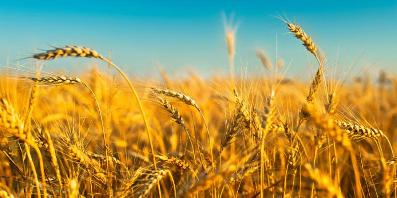 Field for agro food hubs