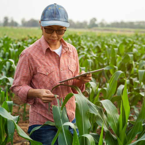 Woman doing work on agro food hub field