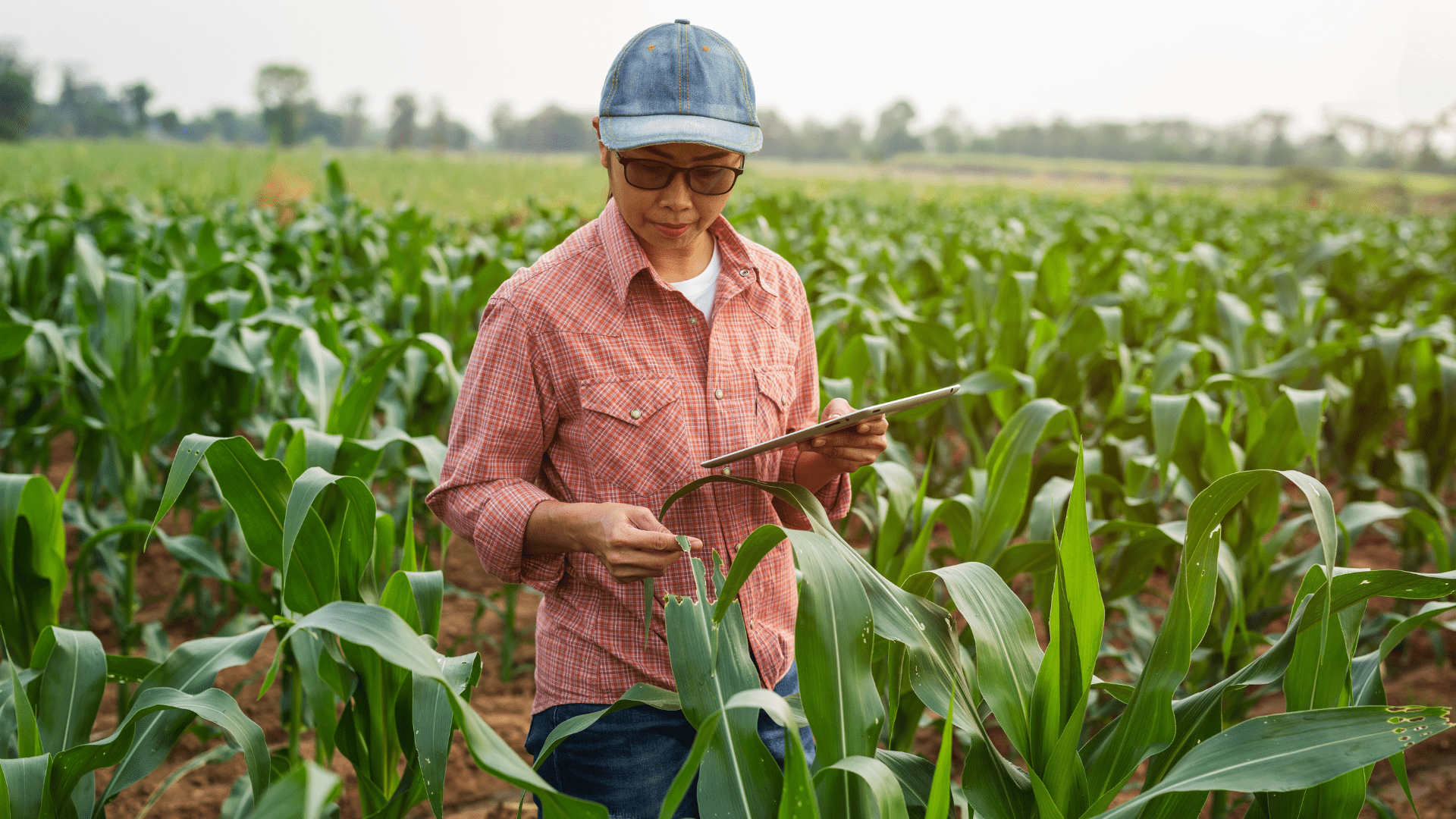 Woman in an agro food hub field