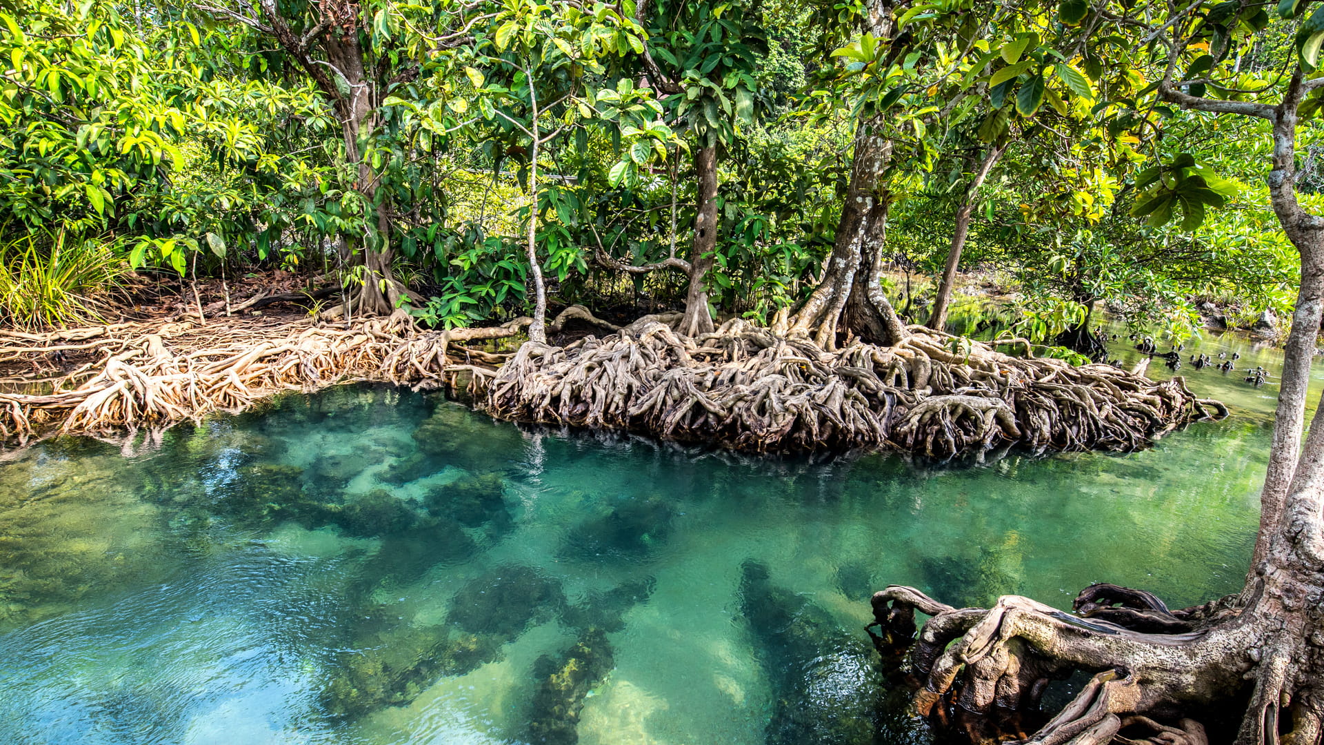 Clear stream in mangrove forests