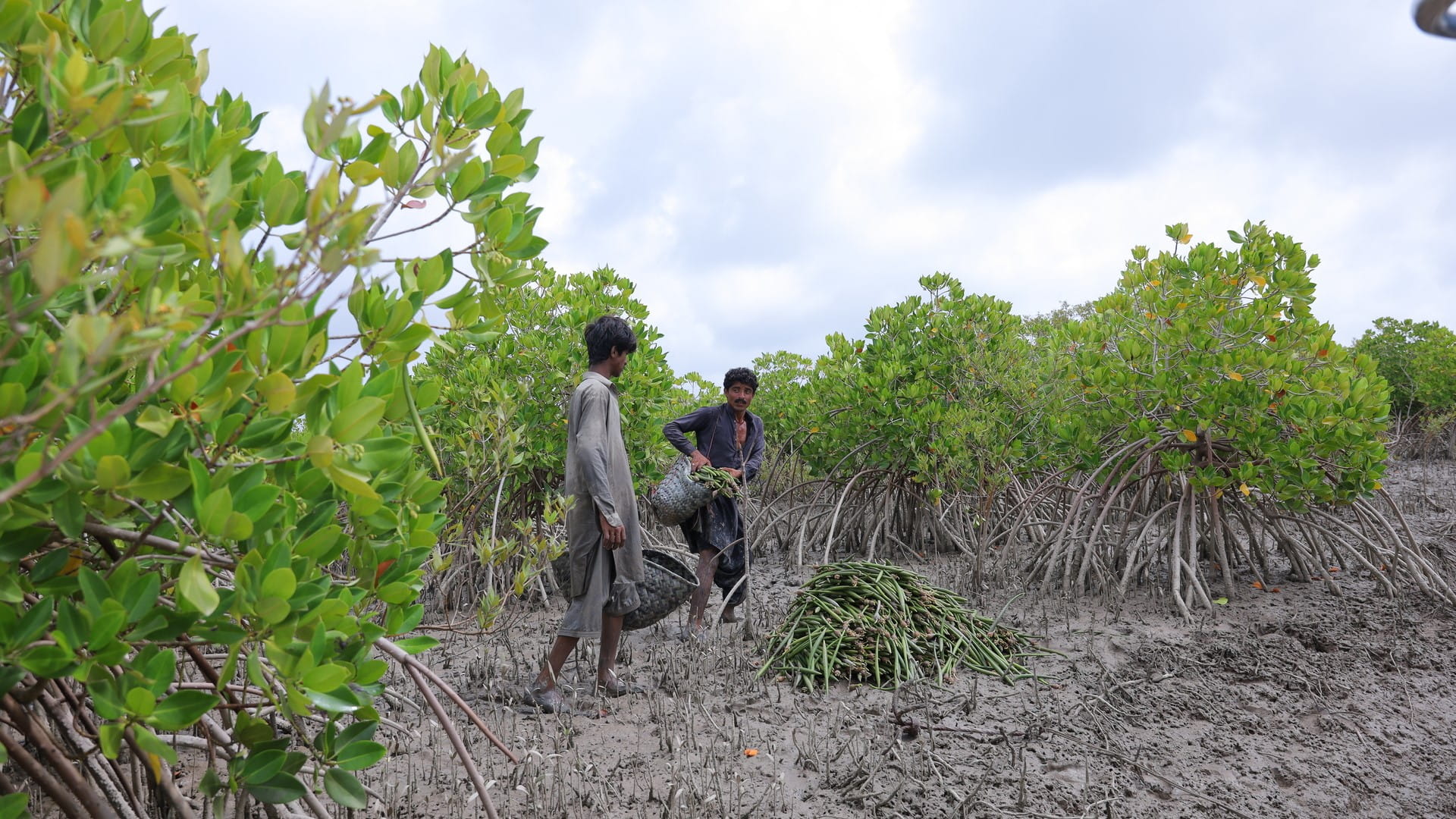 mangrove planting in Pakistan