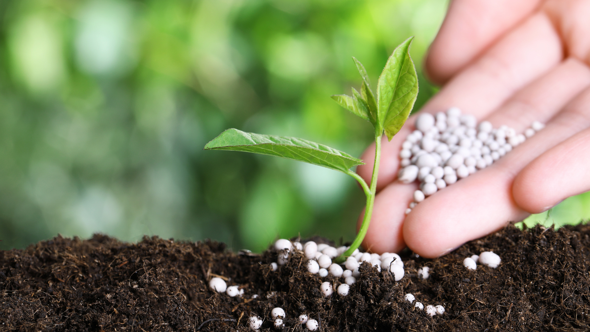 Fertilizing the plant with phosphorus fertilizer