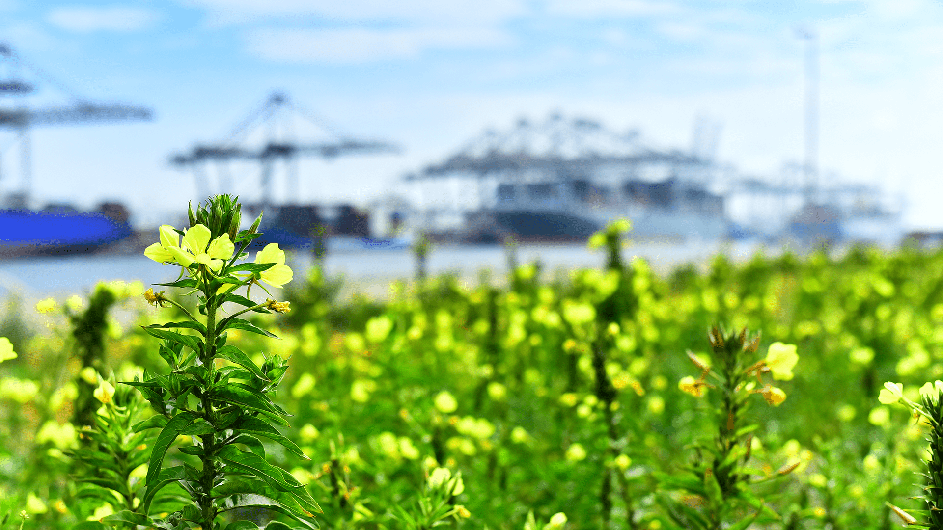 Yellow wildflowers in focus with a blurred port and container cranes in the background.