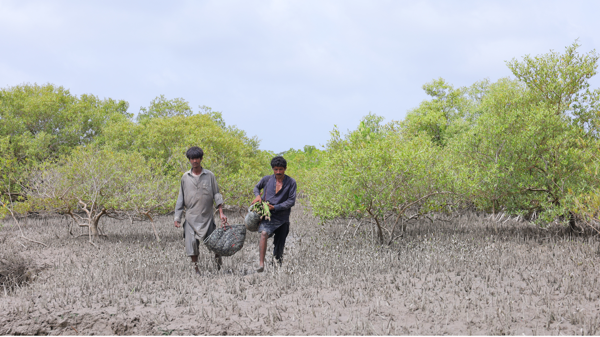 Two men carrying baskets in a mangrove