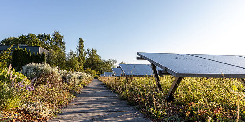 Green roof with solar panels