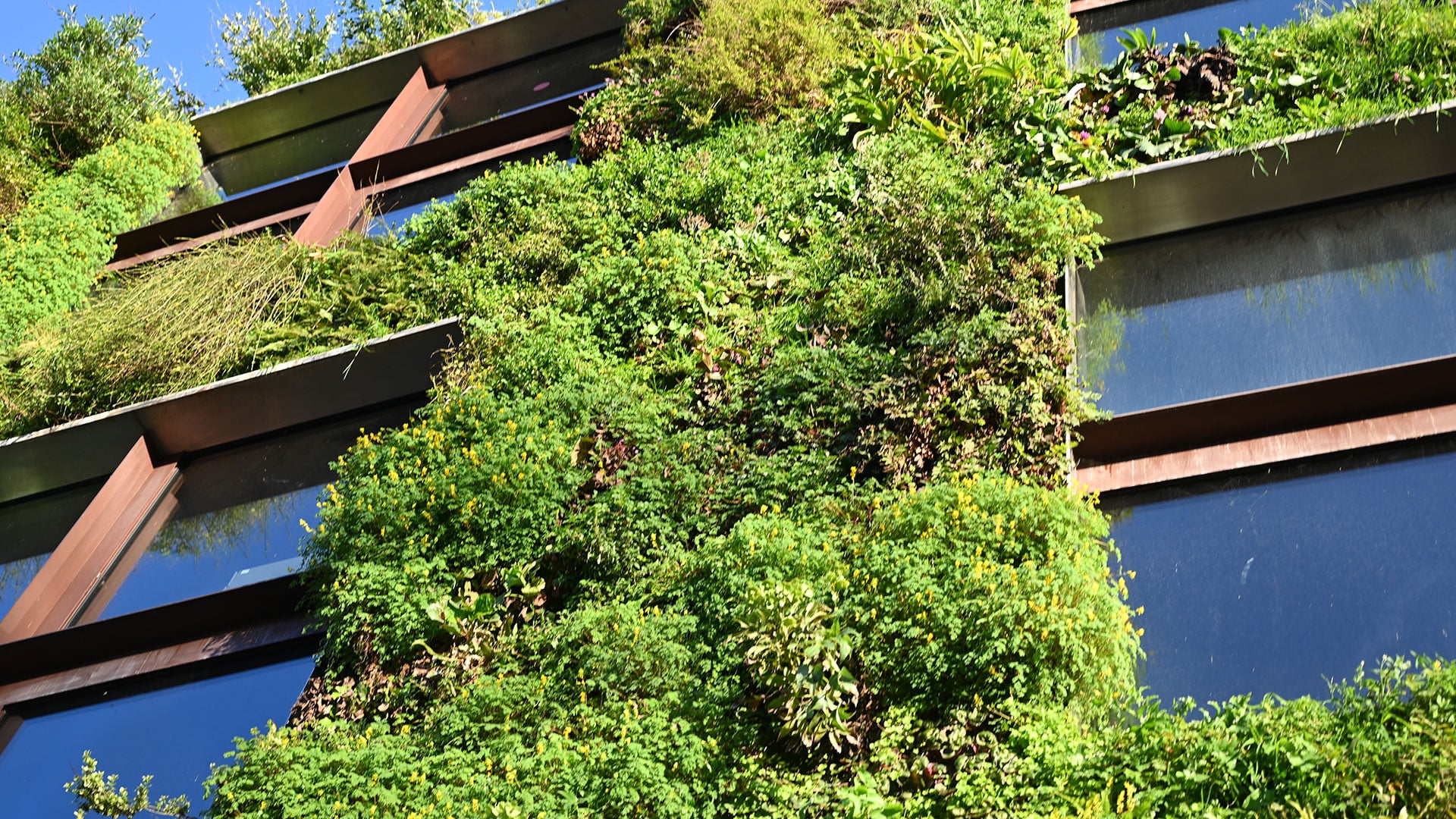 Plants on a vertical building facade