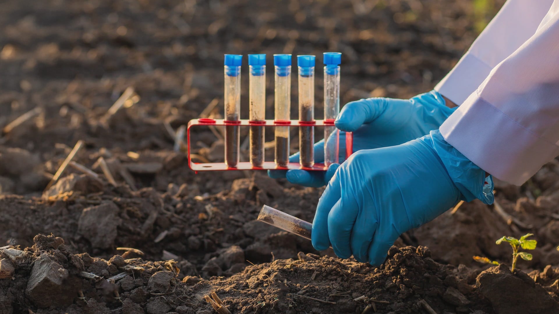 Environmental specialist collecting soil samples for PFAS investigation, examining PFAS land contamination in PFAS soil and PFAS groundwater to inform soil remediation, land quality assessment, environmental compliance, and land development risk management.