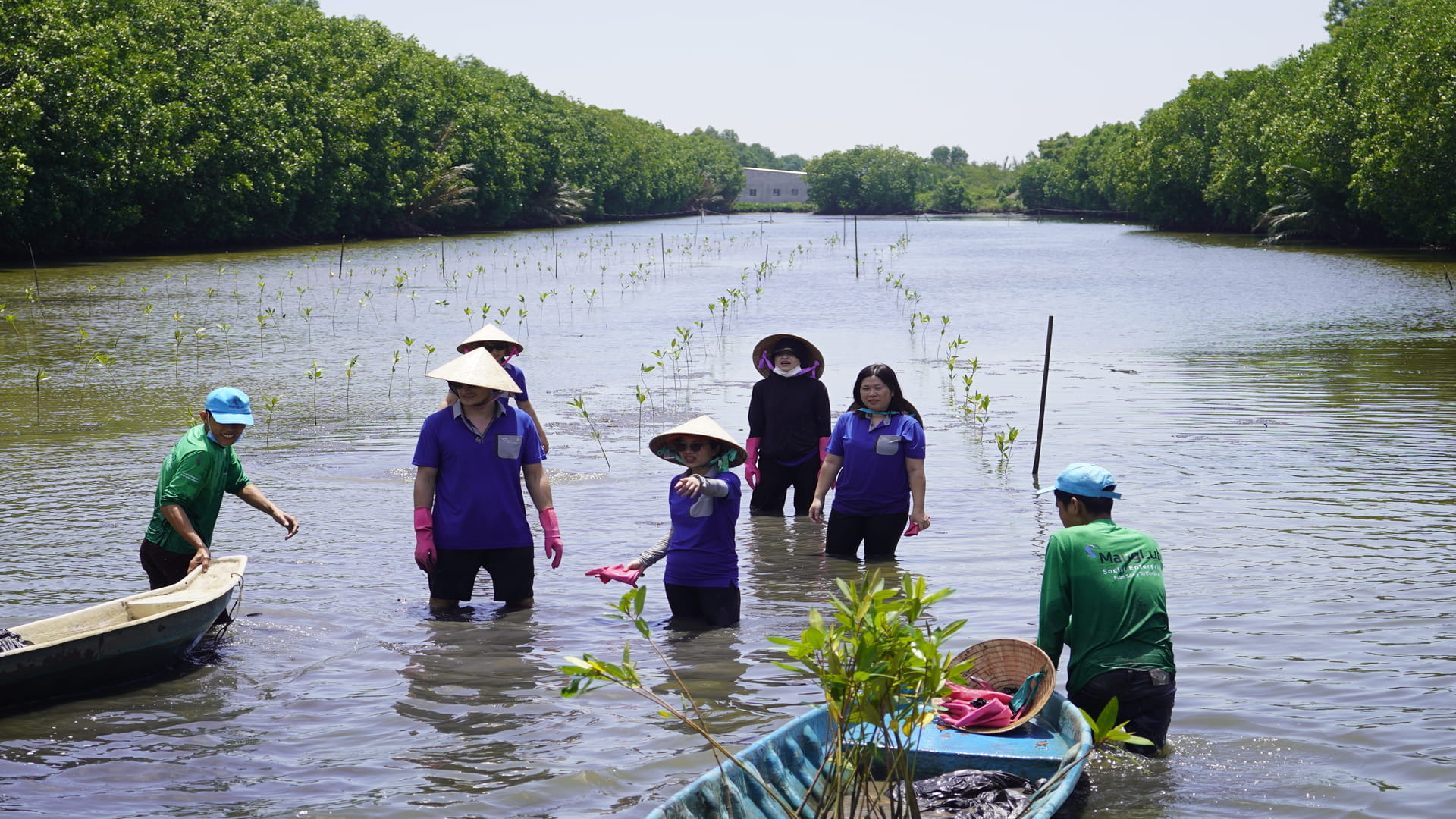 Mangrove planting Mekong Delta Vietnam