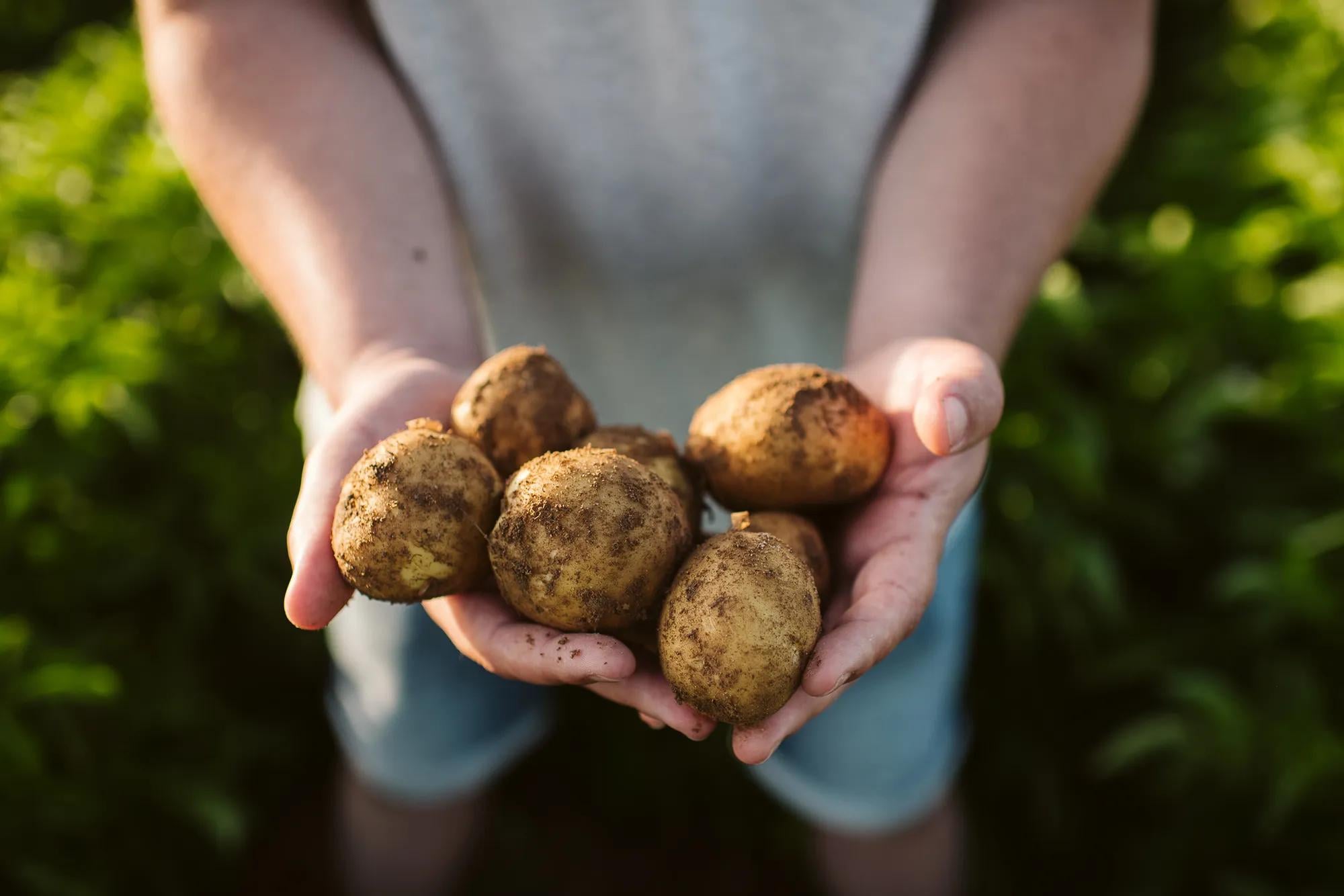 People inspecting a potato field as part of sustainable food manufacturing in the Netherlands