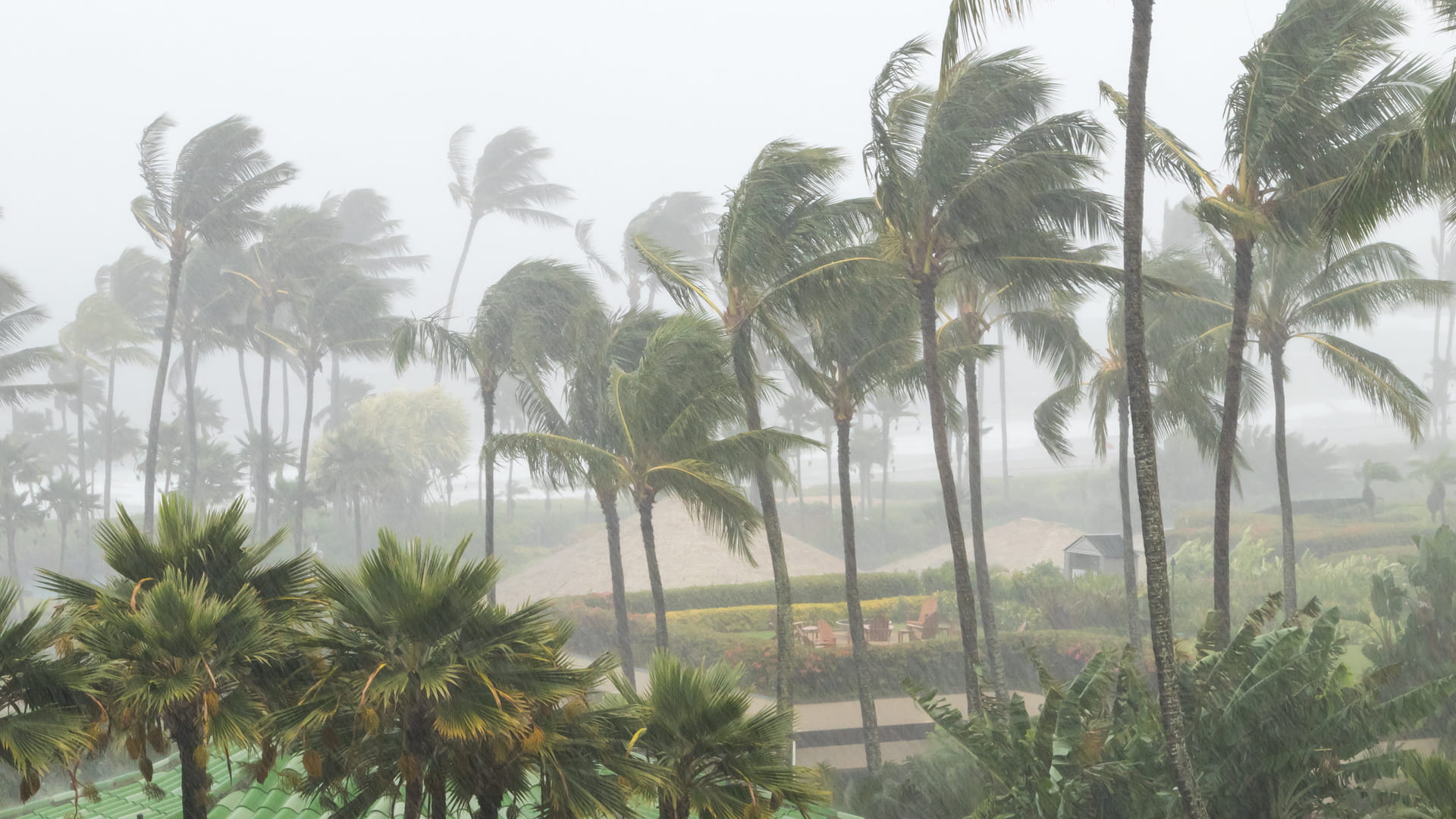 Palm trees blowing in the wind during tropical cyclones in Mozambique