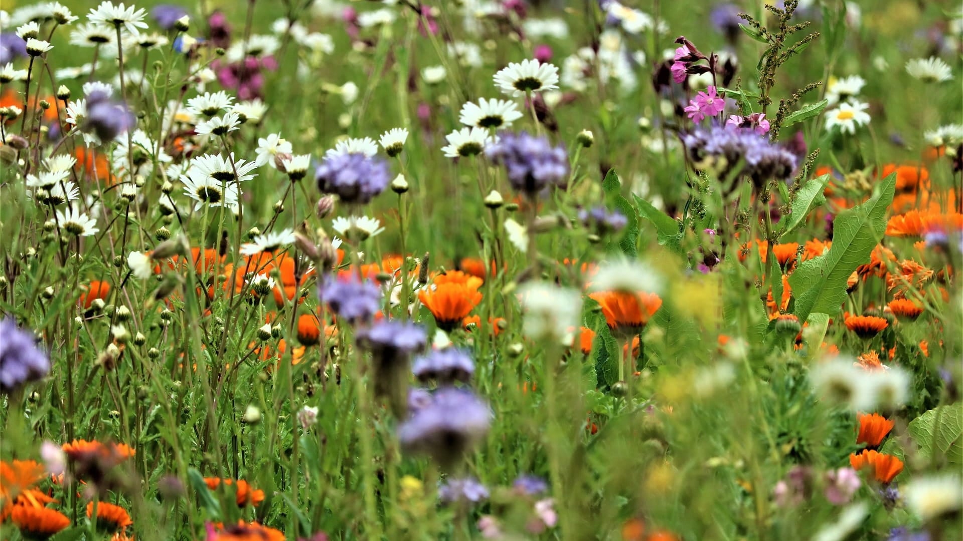 Biodiversiteit