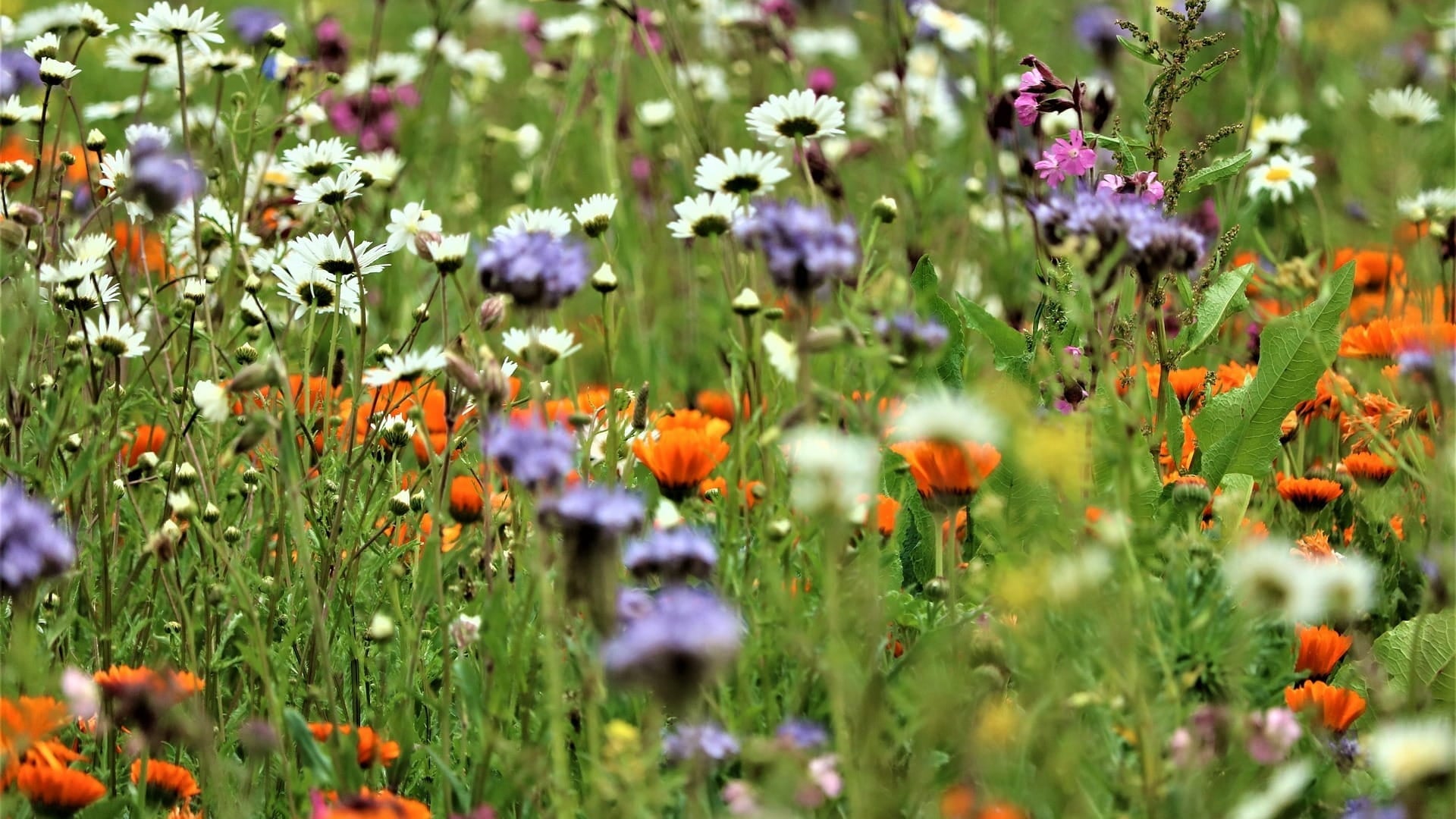 Biodiversiteit