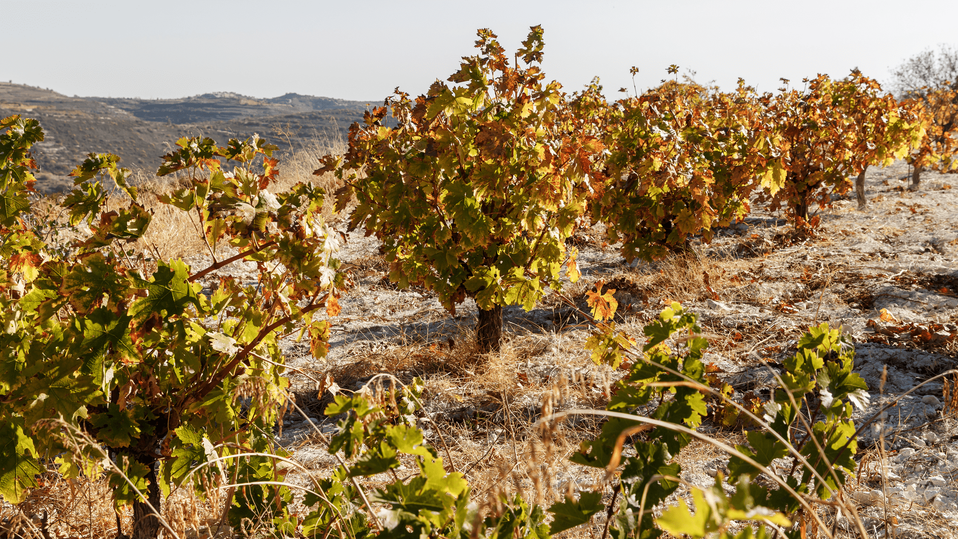 hot sun drought in Italy