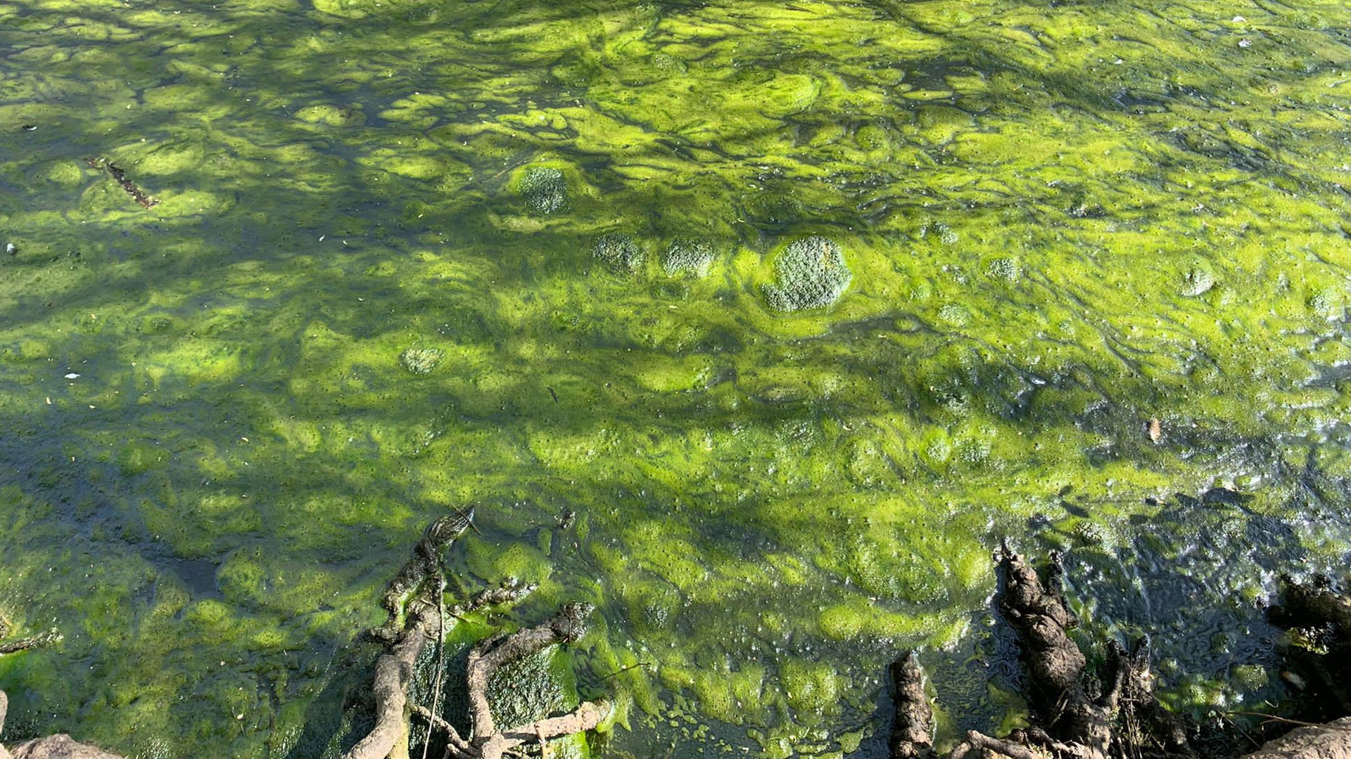 Nutrient Neutrality l Haskoning