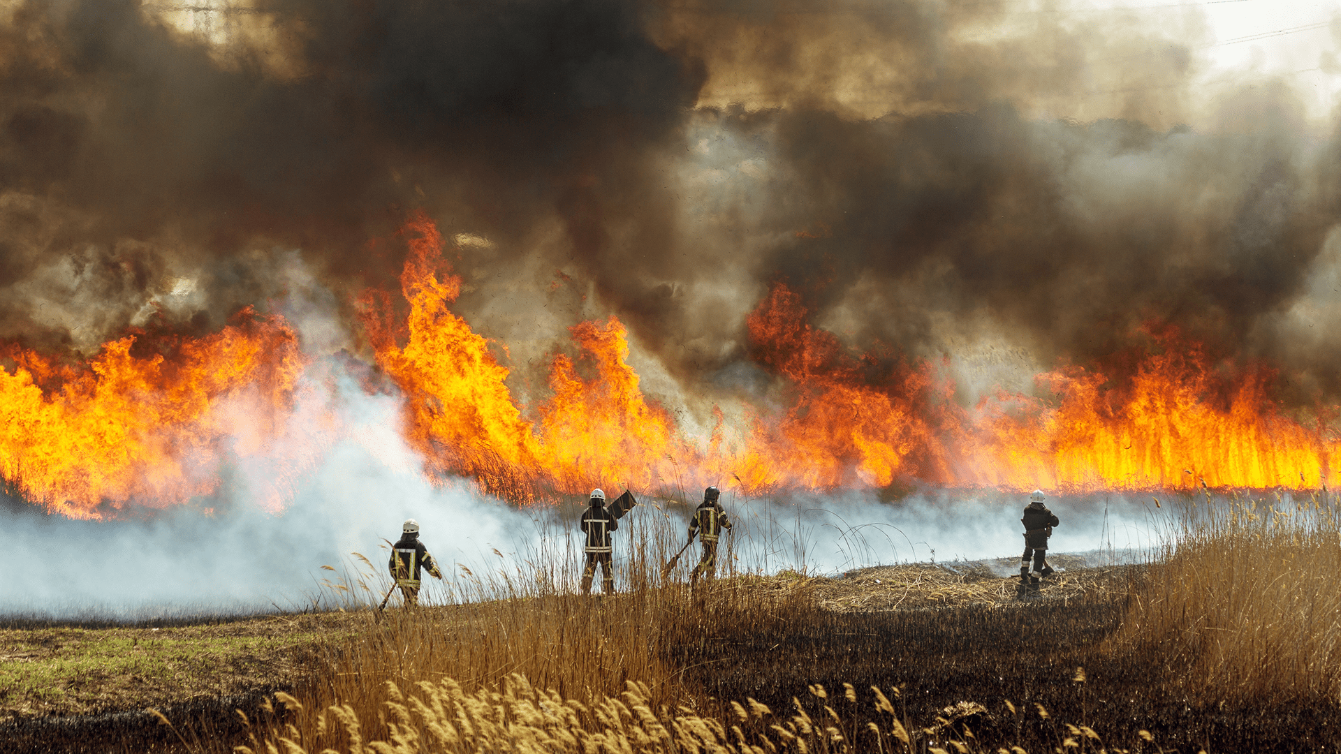 firefighters at the scene of a wildfire