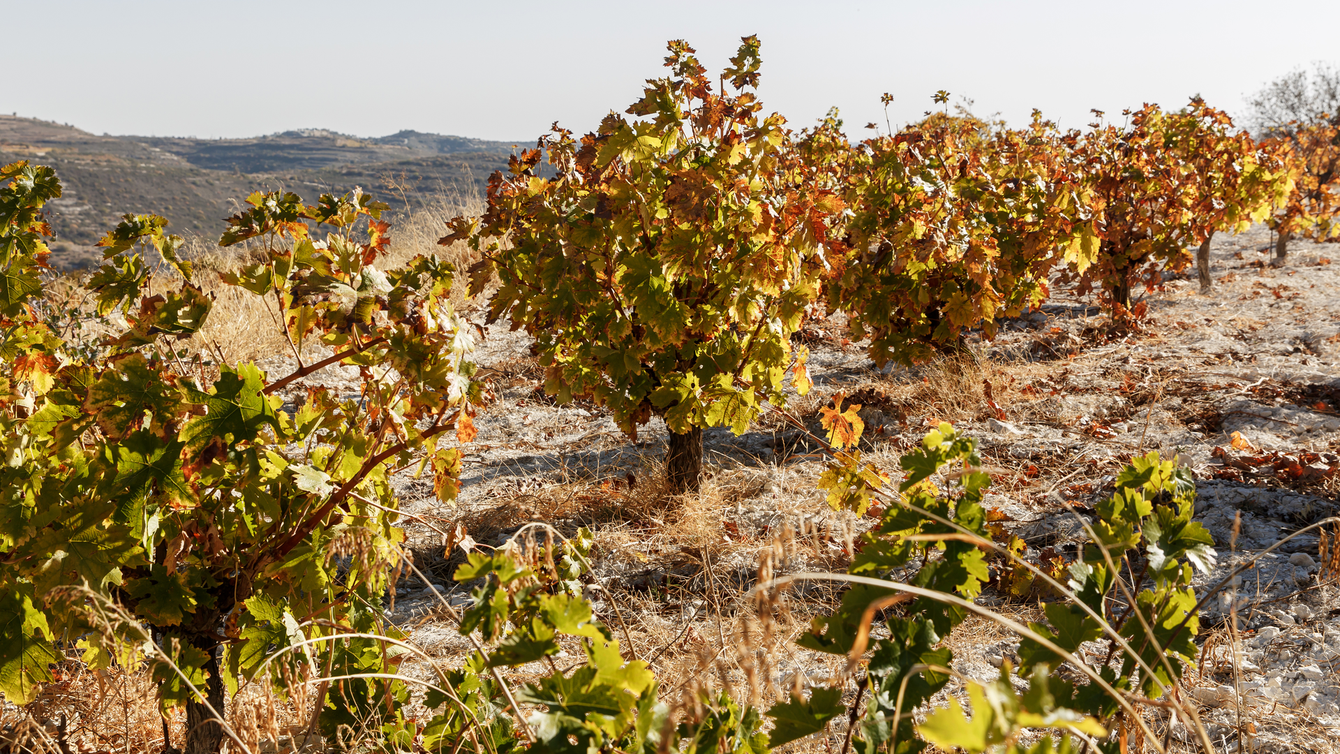 hot sun drought in Italy