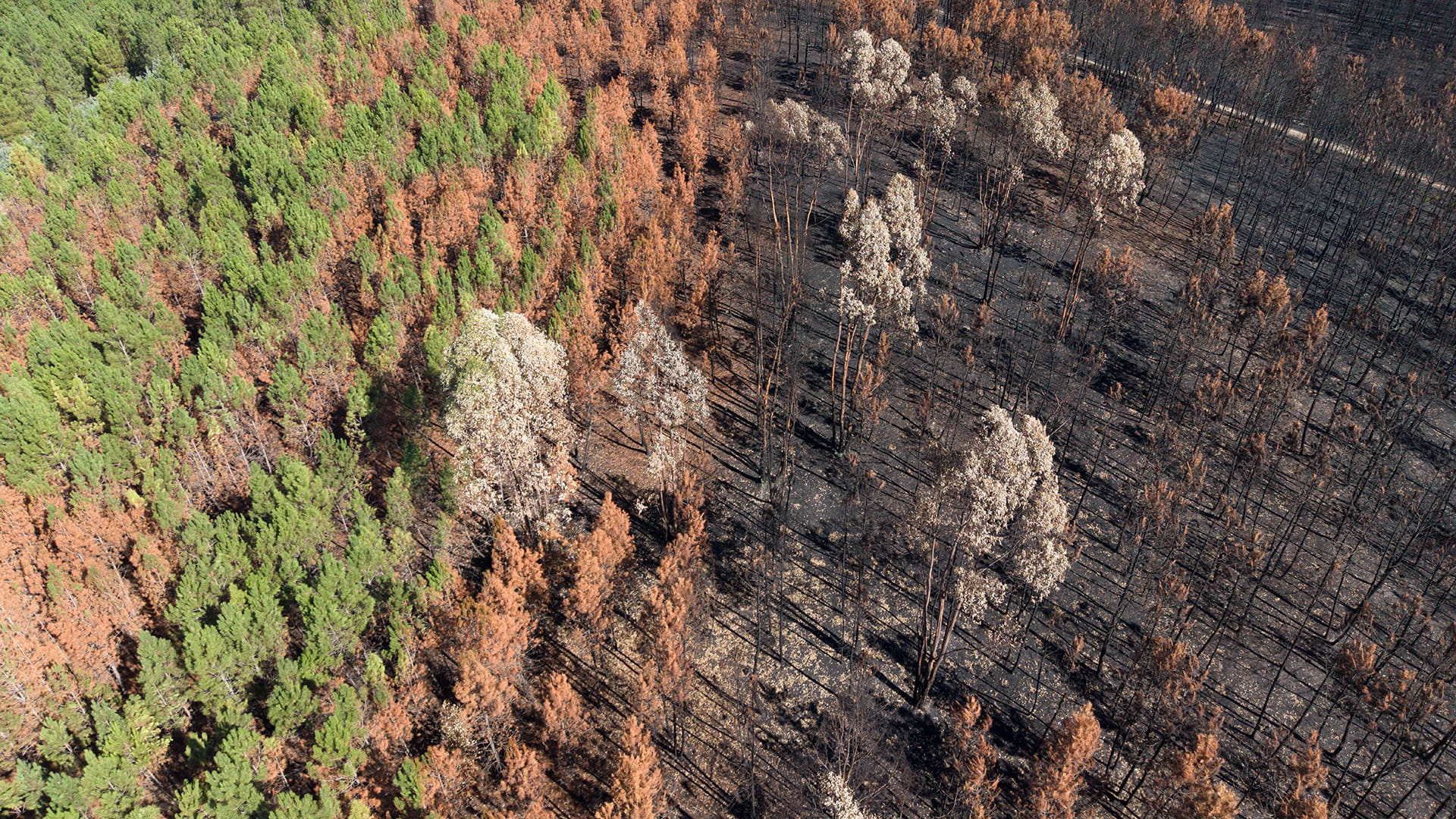 aerial view of a forest and destruction in the aftermath of a forest fire