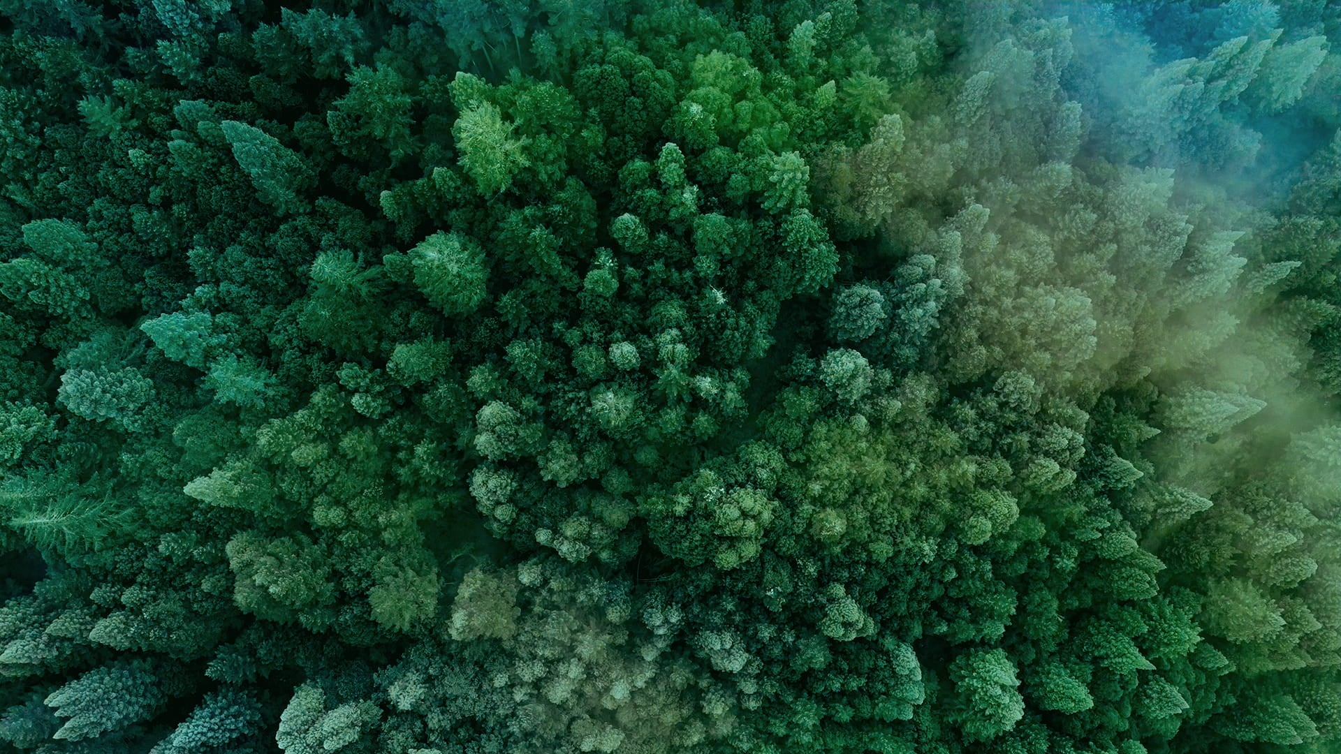 aerial view of a forest